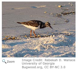 Ruddy Turnstone