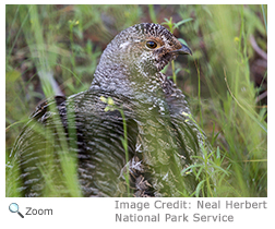 Ruffed Grouse