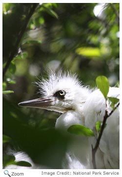 Snowy Egret