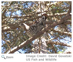 Spruce Grouse