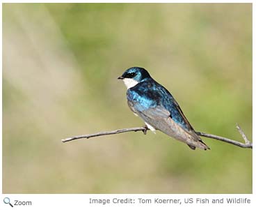 Tree Swallow