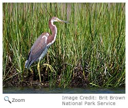 Tricolored Heron