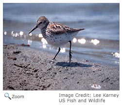 Western Sandpiper