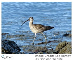 Whimbrel