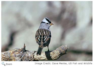 White-crowned Sparrow