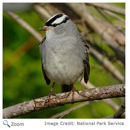 White-crowned Sparrow