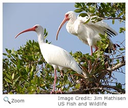 White Ibis