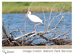 White Ibis