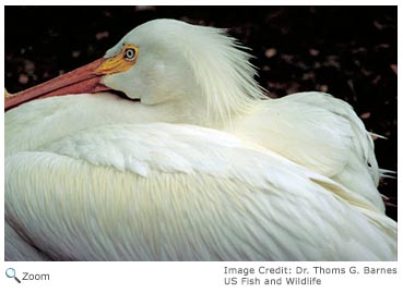 White Pelican