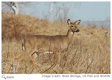 White-tailed Deer