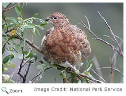 Willow Ptarmigan